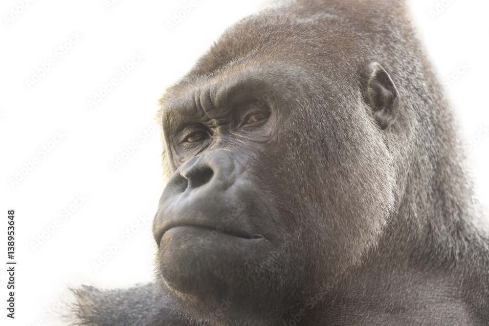 Fototapeta premium Portrait of a gorilla with white background. Isolated for use in editing.
