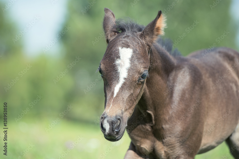 portrait of walking pony foal with mom in the meadow portrait of walking pony foal with mom in the meadow