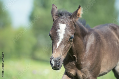 portrait of walking pony foal with mom in the meadow