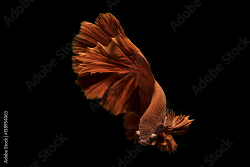 Obraz na płótnie siamese fighting fish swim on black background