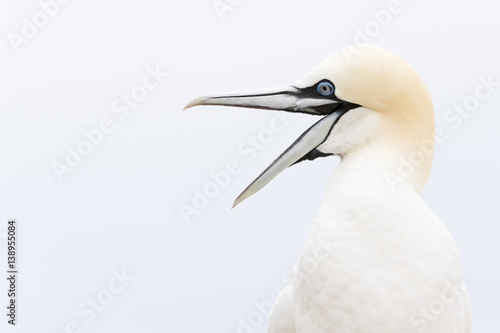 Northern Gannet (Morus bassanus) portrait, 09with open beak, Great Saltee, Saltee Islands, Ireland. photo