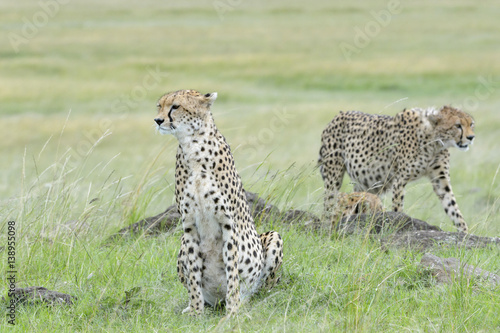 Cheetah (Acinonix jubatus) sitting on savanna,  with cheetah walking in background, Masai Mara, Kenya