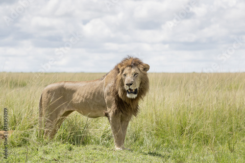 Male lion  Panthera leo  standing in savannah  Masai Mara  Kenya
