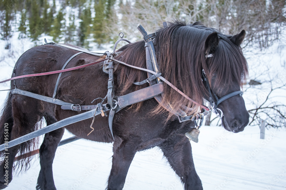 A beautiful brown horse pulling sled
