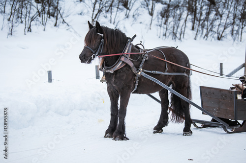 A beautiful brown horse pulling sled