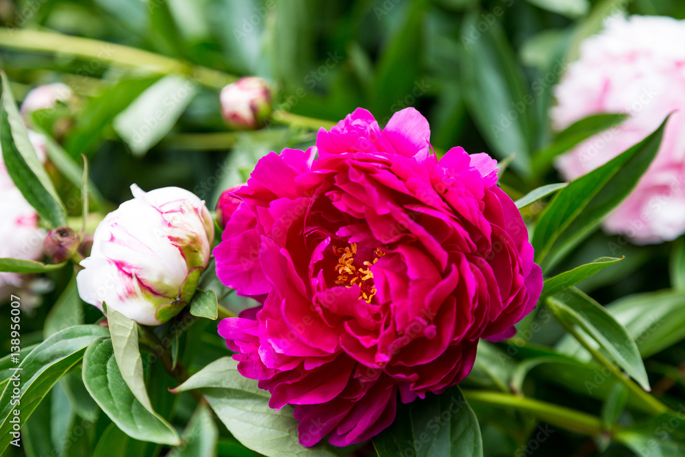 Two Pink Camelia Two Pink Camelia