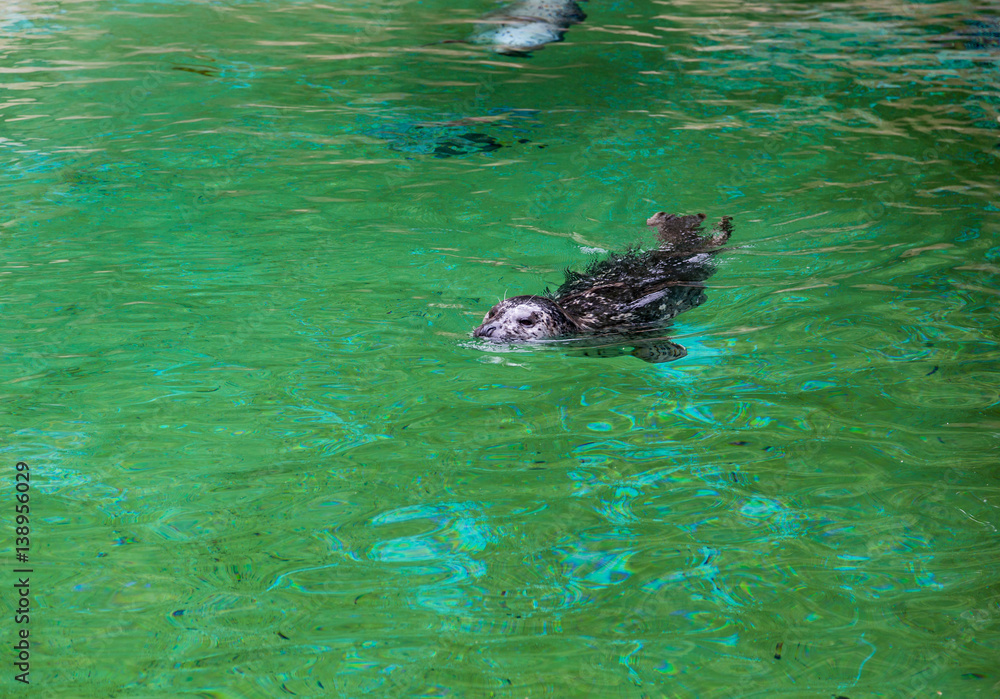 Obraz premium Seal Swimming in Green Water