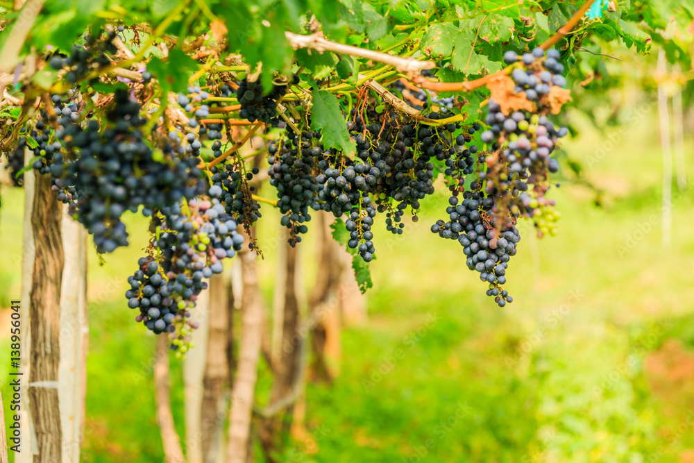  large bunches of red wine grapes hang from a vine, warm background color.
