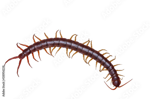 centipede isolate on white background with clipping path.