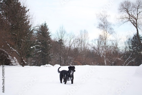 Black dog in the snow © ibriholko