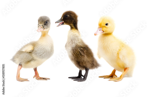 Three ducklings standing together isolated on white background