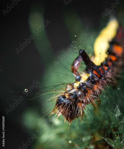 caterpillar on a dew