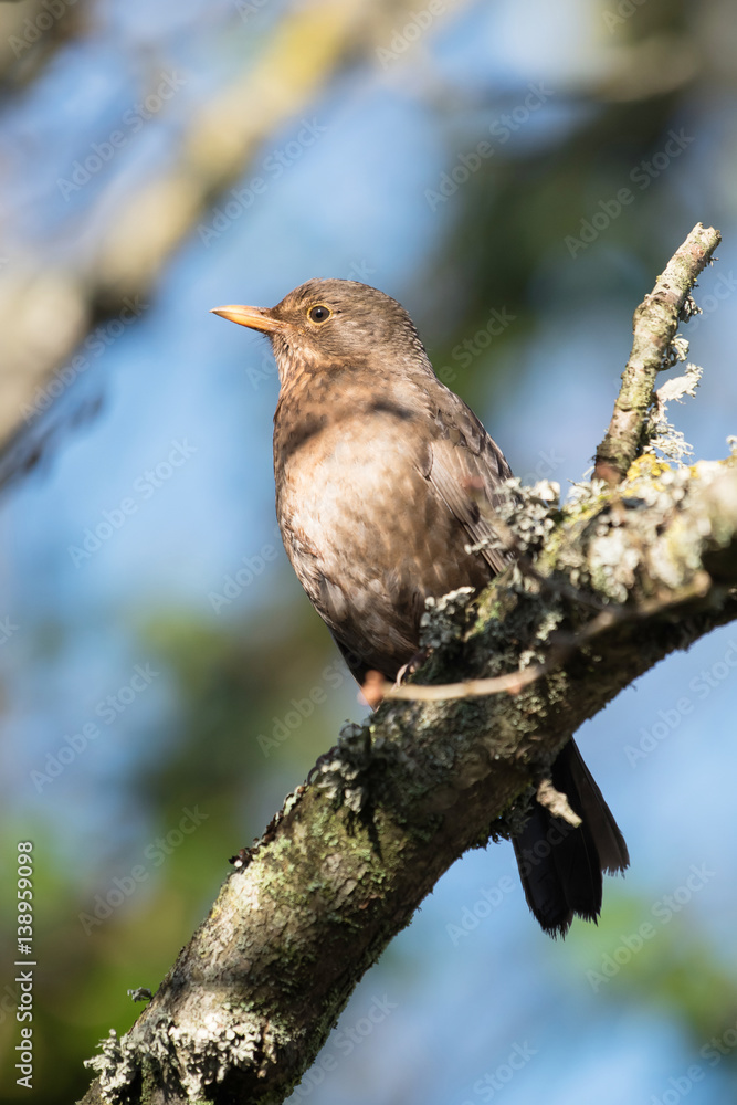 Blackbird, Turdus merula Blackbird, Turdus merula
