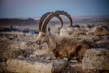 ibex in israel