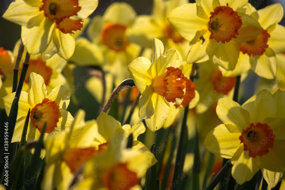 Obraz premium Turkey Istanbul Tulip festival