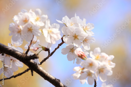 桜