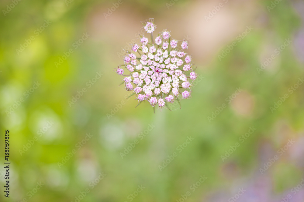 flower in meadow with a selective focus flower in meadow with a selective focus