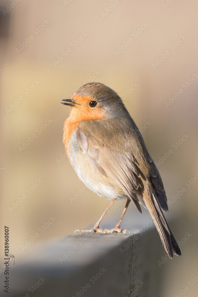 Fototapeta premium European Robin, Erithacus rubecula, Robin, Birds 