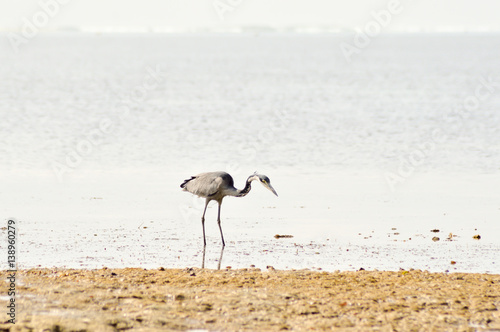 Gray heron in the water on the beach