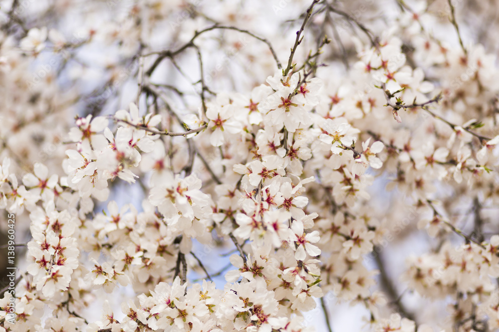 Almond tree in full bloom on blue sky in the spring. Beautiful flower background Almond tree in full bloom on blue sky in the spring. Beautiful flower background
