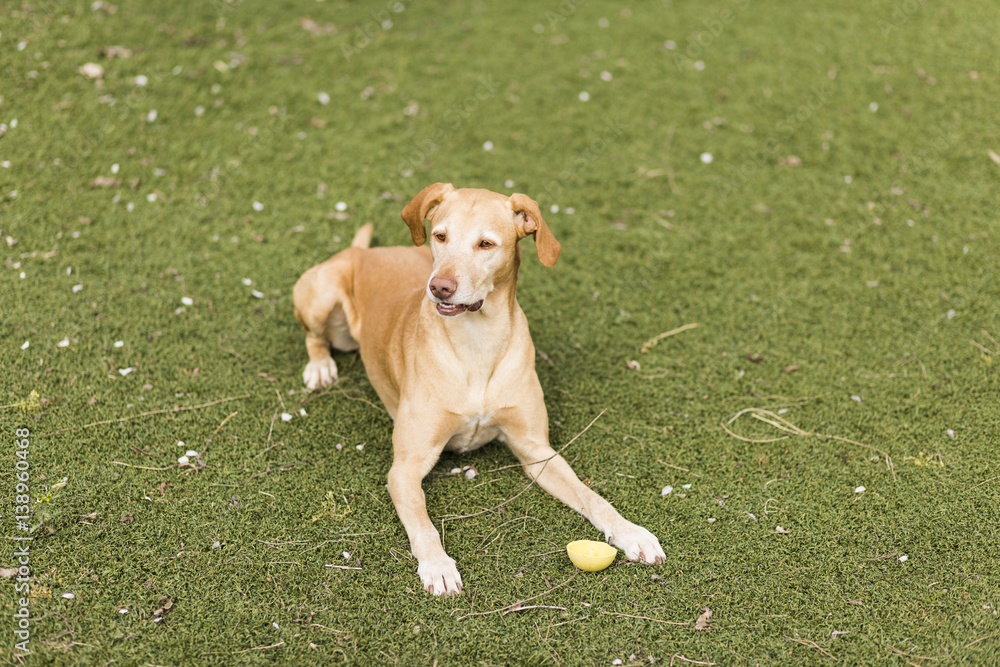 Yellow cute dog sitting on grass. Green background