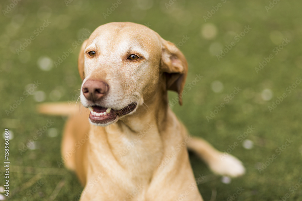 Yellow cute dog sitting on grass. Green background