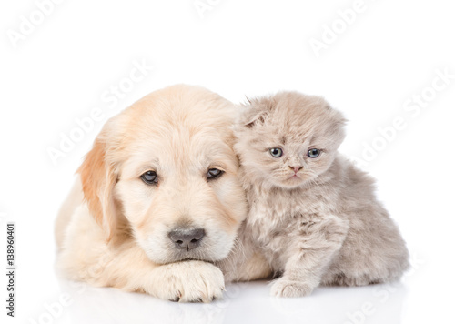 Fototapeta Naklejka Na Ścianę i Meble -  Sad golden retriever puppy and tiny kitten together. isolated on white background
