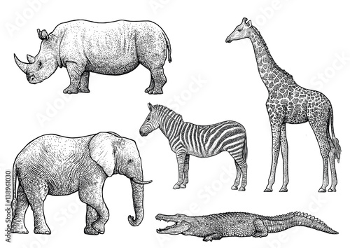 Fototapeta Naklejka Na Ścianę i Meble -  African animals illustration, drawing, engraving, ink, line art, vector