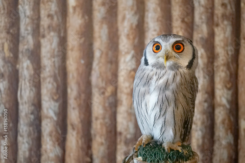 Northern White-faced Owl (Ptilopsis leucotis) photo