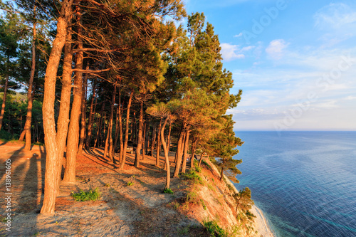 Fotografie Beautiful scenic landscape of pine tree wood on sea coast cliff at sunset