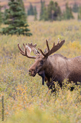 Alaska Yukon Bull Moose in Velvet
