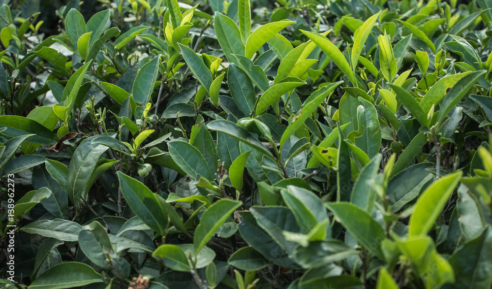 Close up Green Tea Leaves in Garden on plantation