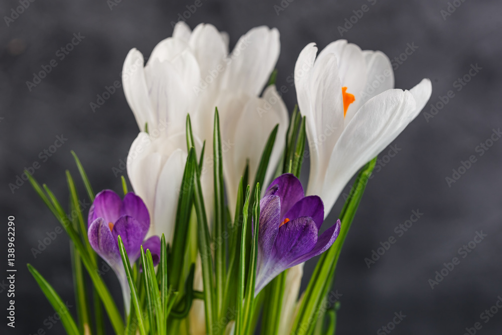 Fresh spring flowers crocuses Fresh spring flowers crocuses