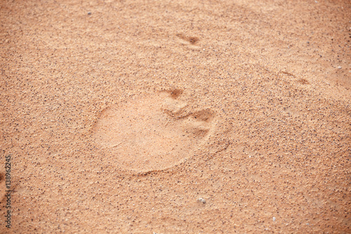 orma di dromedario sulla sabbia photo