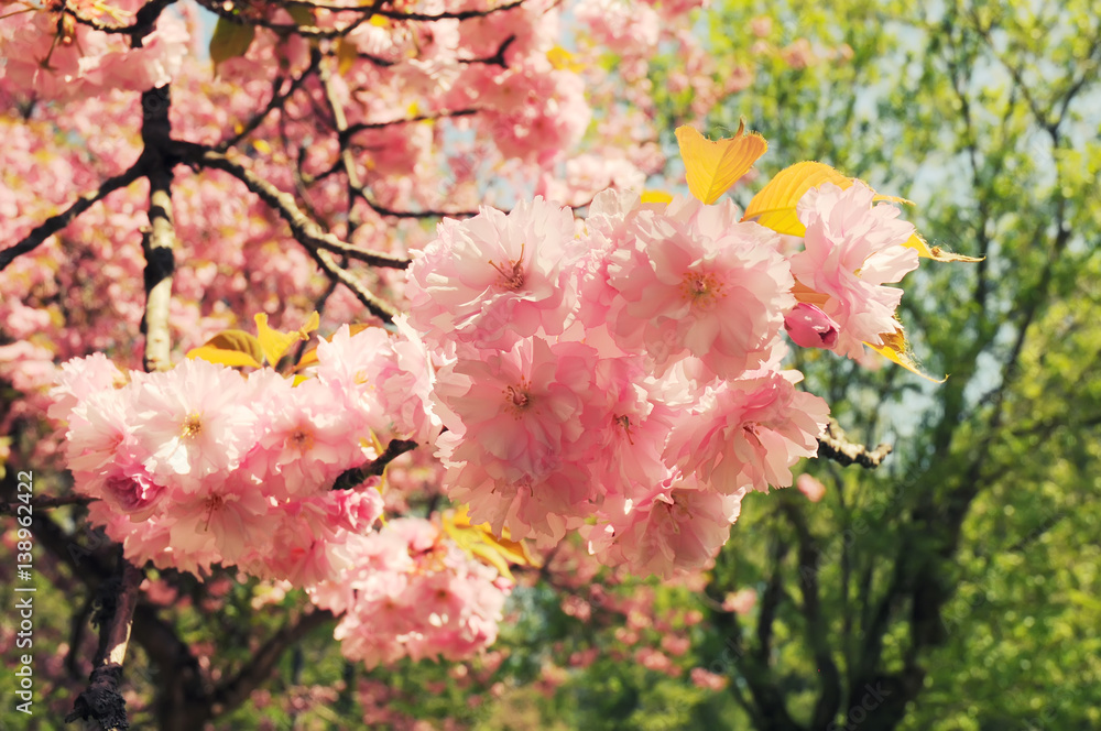 Fototapeta premium Branch of sakura blossom in vintage style background