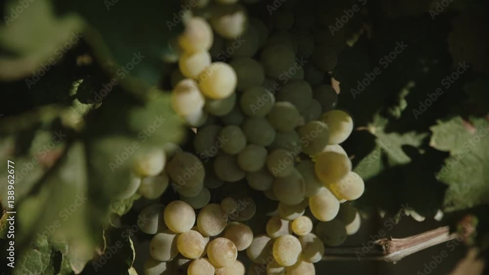 Grapes hanging of the vineyard. Grapes hanging of the vineyard.