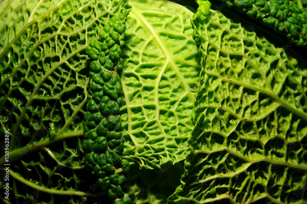 Obraz premium savoy cabbage