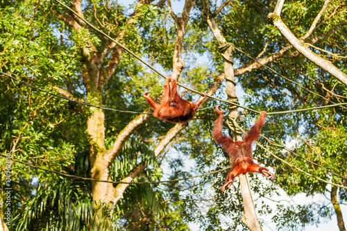 Young orangutans climb the ropes among the trees. Singapore. photo