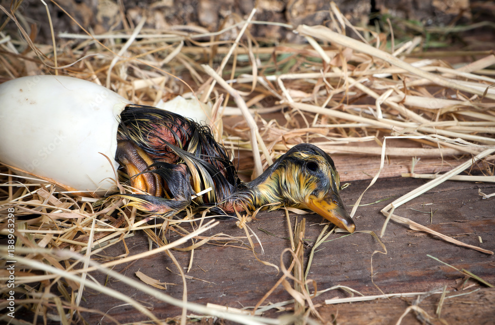 Obraz premium Duckling almost born
