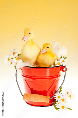 Twin easter ducklings in a bucket photo