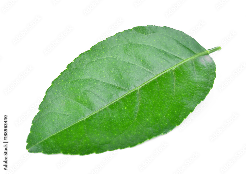 Obraz premium Lemon leaves isolated on white