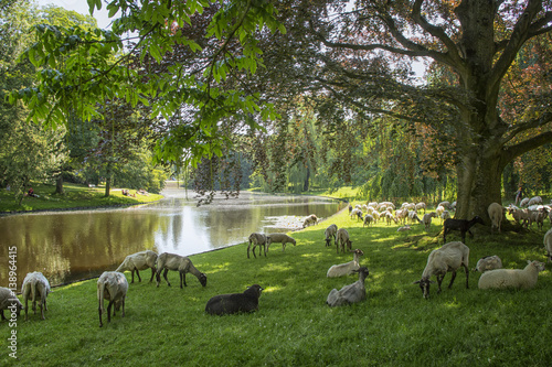 Sheep in a park in Groningen, The Netherlands