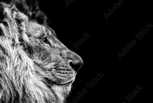 Portrait of a Beautiful lion, Cat in profile, lion in dark