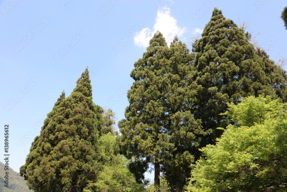 新緑と青空 新緑と青空
