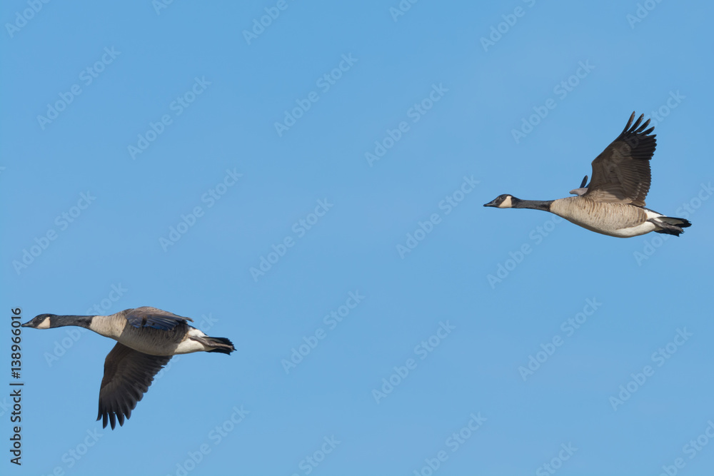 Two Canada Geese Flying Against a Blue Sky