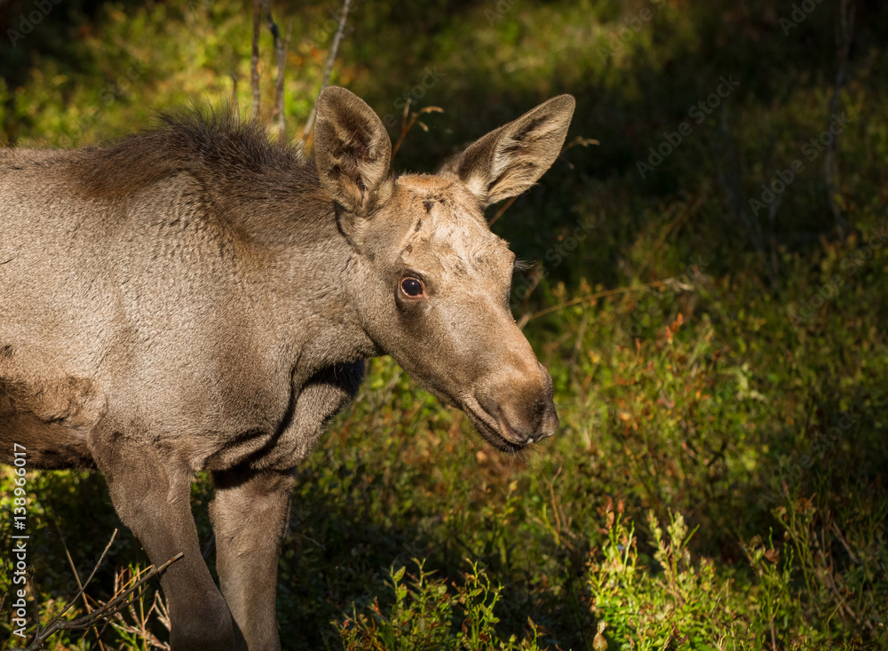 Moose or European elk Alces alces young calf in bilberry forest Moose or European elk Alces alces young calf in bilberry forest
