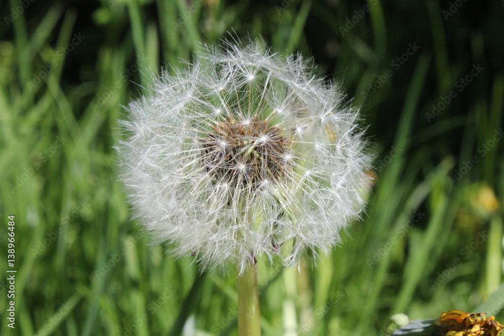 Fototapeta premium Dandelion