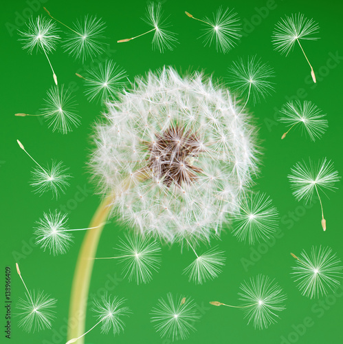 Dandelion flower with flying seeds on green background. One object isolated. Spring concept.