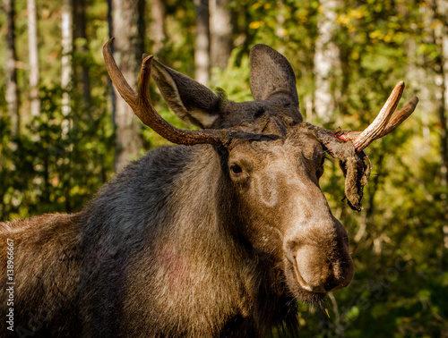 European elk or moose Alces alces bull with velvet antlers © Lillian