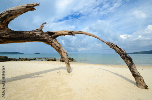 dry tree at the sandy tropical beach